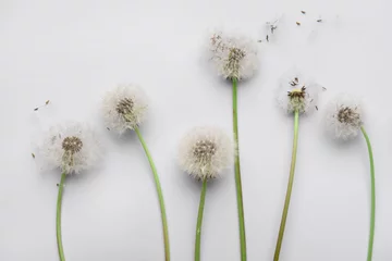 Fotobehang Composition with beautiful dandelion flowers and seeds on white background, closeup © Pixel-Shot