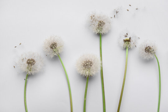 Composition with beautiful dandelion flowers and seeds on white background, closeup