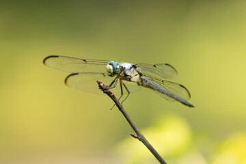 Blue Dasher Dragonfly (Pachydiplax longipennis), alights on a slender branch. Large eyes and wings, with deep azure body, the quick and agile insect is greatly successful near its wetland environment