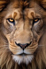 The Majestic King of the Savannah. A Close-Up Portrait of a Lion's Fiery Gaze