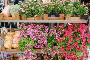 Fototapeta na wymiar Shelves with beautiful flowers on street market