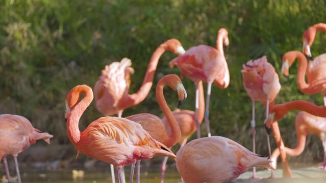 pink flamingos close up 