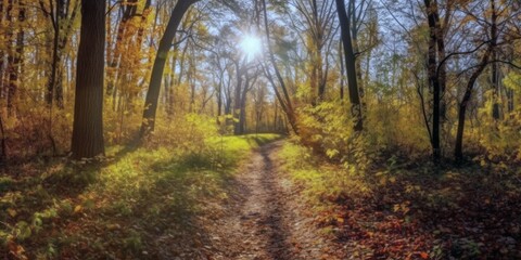 Yellow autumn mood in the forest , Nature change Yellow leaves in october season Sun