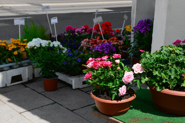 Pots with beautiful flowers on street market, closeup