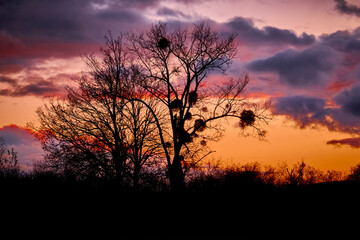 Silhouette von einem Baum mit Misteln im bunten Licht des Sonnenuntergangs