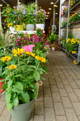Pots with beautiful flowers in shop