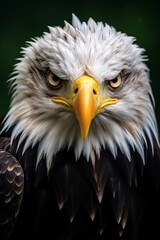 Majestic Bald Eagle with Piercing Eyes Against a Vibrant Green Background