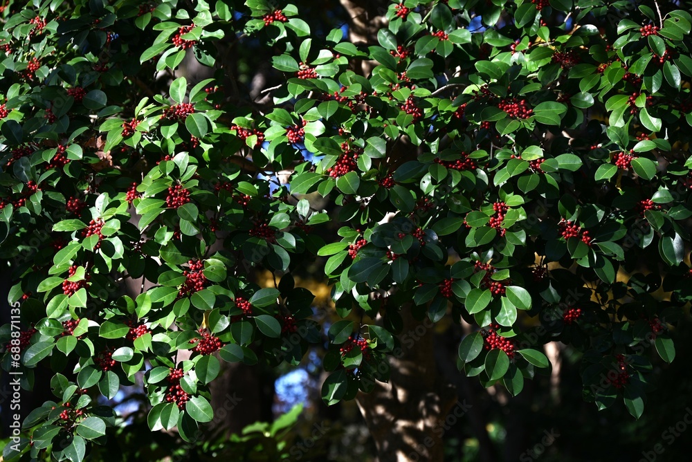 Poster ilex rotunda (round leaf holly.kurogane holly) berries. aquifoliaceae evergreen tree. because it is 