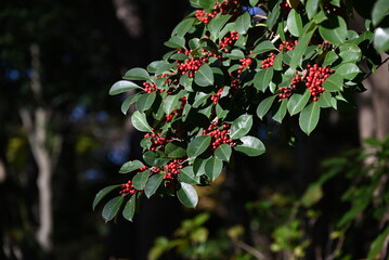 Ilex rotunda (Round leaf holly.Kurogane holly) berries. Aquifoliaceae evergreen tree. Because it is...
