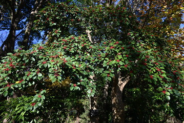 Ilex rotunda (Round leaf holly.Kurogane holly) berries. Aquifoliaceae evergreen tree. Because it is...