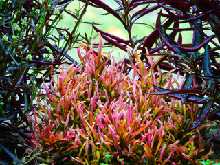 Fototapeta na wymiar Beautiful colorful plant, Boquete, Chiriquí, Panamá