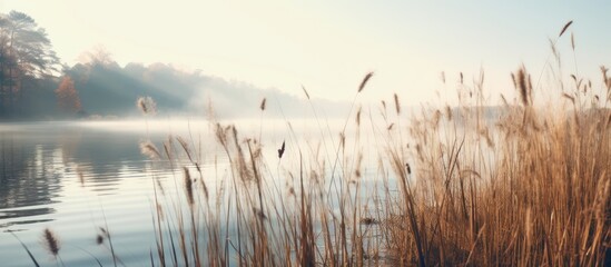 Lake shore with trees and reeds, hazy morning, natural landscape, selected focus - obrazy, fototapety, plakaty
