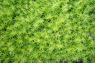  light green succulent sedum leaves background texture