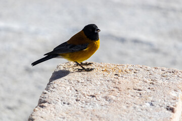Black-hooded Sierra Finch bird species in Incahuasi, Salar de Uyuni, Bolivia.