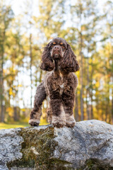 Fototapete bei efototapeten.de bestellen   