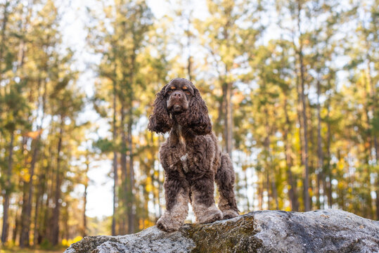 Chocolate American cocker spaniel playing at a pack with green background