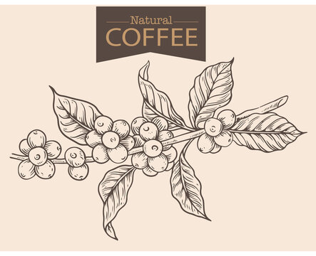 Banner and brochure template of coffee tree and farmer on sketch ink drawing for label packaging, sticker, poster, promotion, banner, t-shirt, tote bag, stamp.