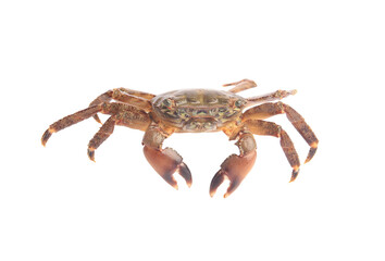 One fresh raw crab isolated on white