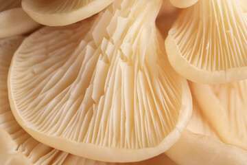 Macro view of fresh oyster mushrooms as background - obrazy, fototapety, plakaty