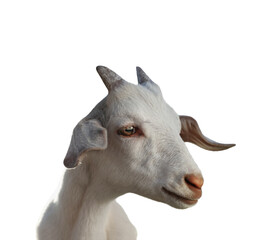 Fototapeta premium Cute goat isolated on white. Farm animal