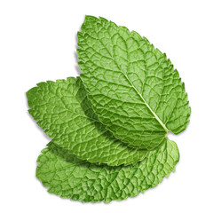 Fresh green mint leaves isolated on white