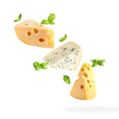 Different kinds of cheese and basil falling on white background