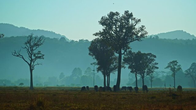.Morning blue smoke in the rice fields.A herd of buffalo grazes in the morning in a rice field..Herd of buffalo eating grass under the shade of a tree..big trees background.gradient sky..