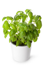 Pot with fresh green basil on white background