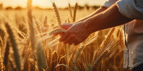 Field Connection: The Farmer Walks Through the Field at Dawn, Checking Ripe Grain - A Quiet Morning Scene of Agriculture and Farming, Hand Touching the Ear of Grain in Harvest.




