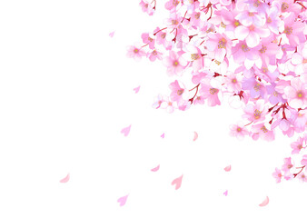 桜と舞い散る花びらのフレーム　桜吹雪　飾り枠　素材　お花見　入学　卒業　入園　卒園　ひな祭り　ひなまつり　白背景　白バック