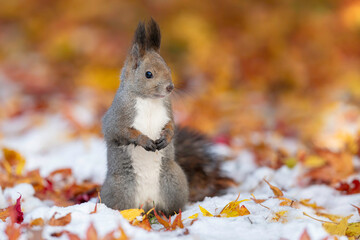 晩秋のエゾリス