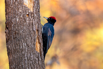 晩秋のクマゲラ