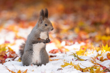 晩秋のエゾリス