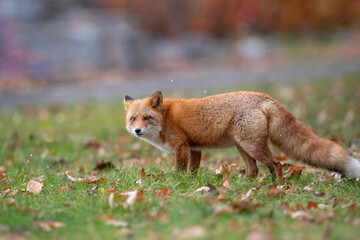 晩秋のキタキツネ