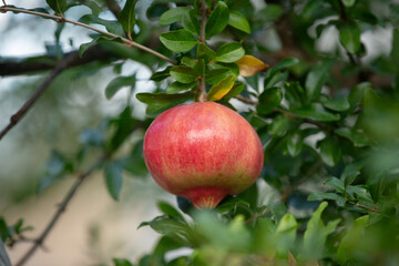 Close-up of pomegranate fruit. Pomegranates hanging on the tree branches in garden in Greece. Greek pomegranate.