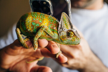 Chameleon close up. Multicolor Beautiful Chameleon closeup reptile with colorful bright skin on the...