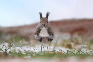 晩秋のエゾリス