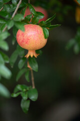 Close-up of pomegranate fruit. Pomegranates hanging on the tree branches in garden in Greece. Greek pomegranate.