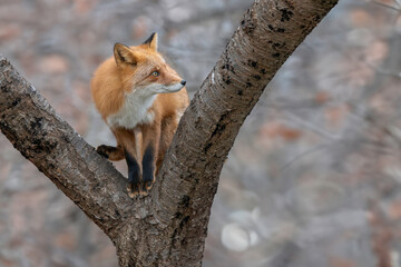 初冬のキタキツネ