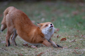 初冬のキタキツネ