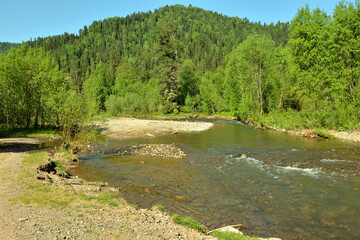 panoramic shot of a rocky bank of a small river flowing down from the mountains through a dense forest on a sunny summer day. © Алексей Желтухин