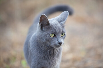 Portrait of Beautiful stray grey cat similar to russian blue breed is sitting on the street. the cat with green eyes.