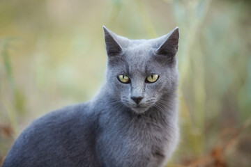 Naklejka na ściany i meble Portrait of Beautiful stray grey cat similar to russian blue breed is sitting on the street. the cat with green eyes.
