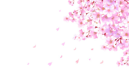 桜と舞い散る花びらのフレーム　桜吹雪　飾り枠　素材　お花見　入学　卒業　入園　卒園　ひな祭り　ひなまつり　白背景　白バック　16:9