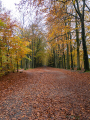 Autumn Forest Path with Fallen Leaves