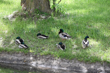 Six Ducks in the Shade - Powered by Adobe