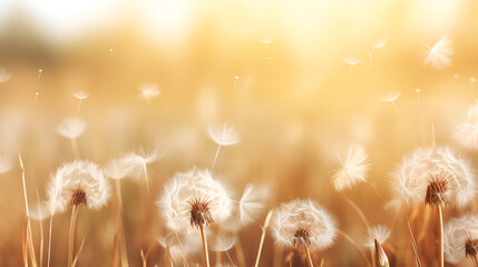 Dandelion Sunlight Images  , Abstract blurred nature background dandelion seeds parachute .HD...