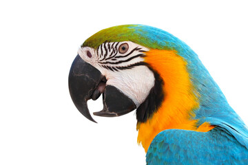 Close-up of a beautiful macaw parrot isolated on transparent background png file