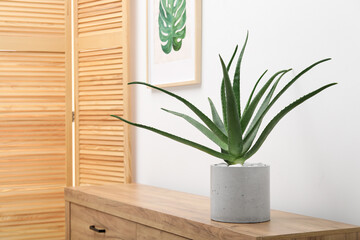 Beautiful potted aloe vera plant on chest of drawers indoors, space for text