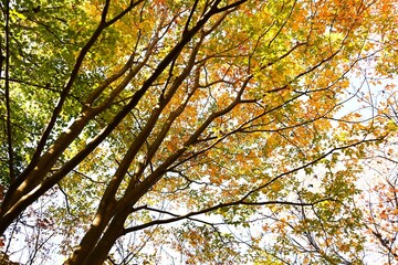 Japanese zelkova (Zelkova serrata) yellow leaves.
Ulmaceae deciduous tree. Because of its beautiful shape, it is used as a park tree or street tree.